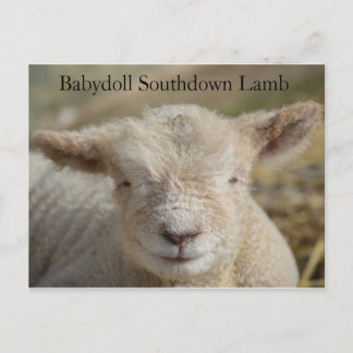 Adorable Babydoll Southdown Lamb Postkarte