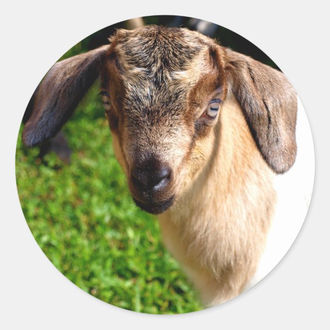 Adorable Babyziegenschild mit Aufklebern Runder Aufkleber (Vorderseite)