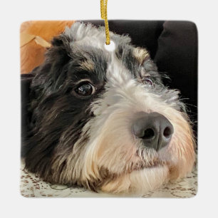 Adorable Bernedoodle Keramikornament