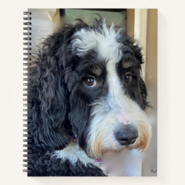 Adorable Bernedoodle Notizbuch