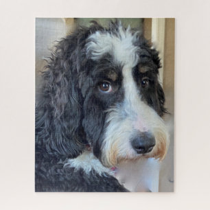 Adorable Bernedoodle Puzzle