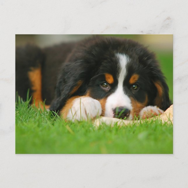 Adorable Bernese Mountain Dog Welpe Postkarte (Vorderseite)