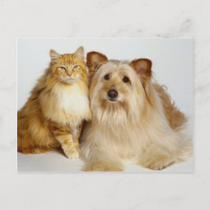 Adorable Best Friends Dog and Cat Foto Postkarte