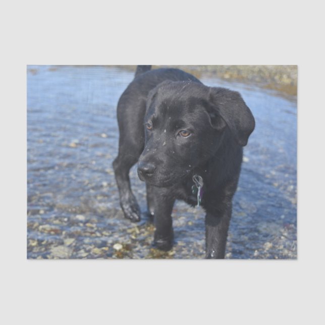 Adorable Black Lab Welpenhund Seidenpapier (Vorderseite)