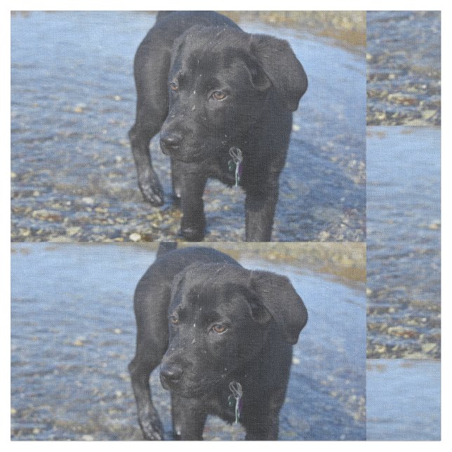 Adorable Black Lab Welpenhund Stoff (Nahaufnahme)