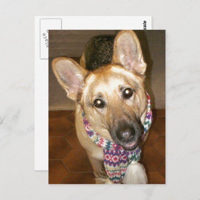 Adorable Black & Tan German Shepherd Postkarte (Vorne/Hinten)