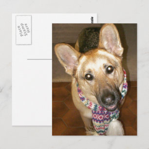 Adorable Black & Tan German Shepherd Postkarte