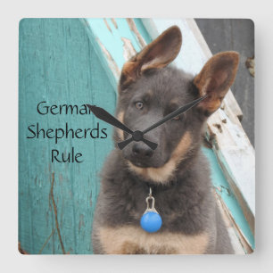 Adorable Blue German Shepherd Puppy Quadratische Wanduhr
