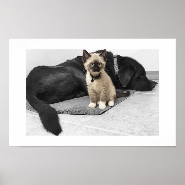 Adorable Blue Mit Augen Sentry Cat Poster (Vorne)