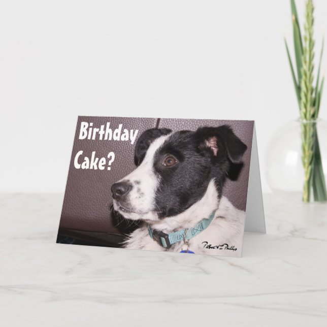 Adorable Border Collie Heeler Mix Sleepy Puppy Karte (Vorderseite)