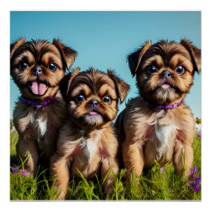 Adorable Brussels Griffon Welppies Poster