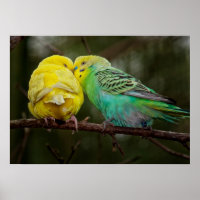 Adorable Budgies