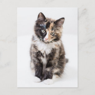 Adorable Calico Kitten Postkarte