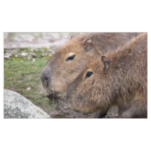 Adorable Capybaras, Gewebe Stoff