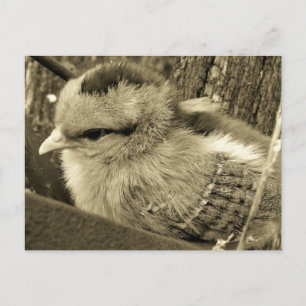 Adorable Chick Playing im Garten Postkarte
