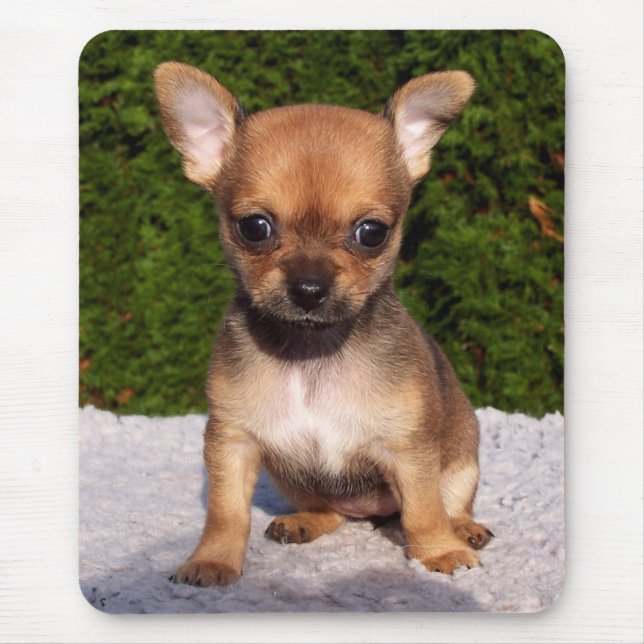 Adorable Chihuahua Puppy Dog Mousepad (Vorne)