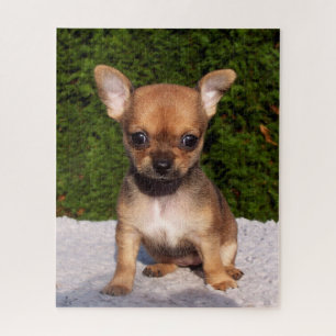 Adorable Chihuahua Puppy Dog Puzzle