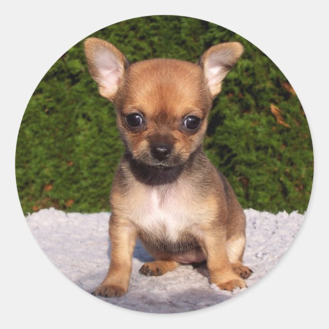 Adorable Chihuahua Puppy Dog Runder Aufkleber (Vorderseite)