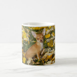 Adorable Chihuahua Welpe zwischen gelben Blätter Tasse