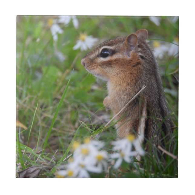 Adorable Chipmunk in Blume Fliese (Vorderseite)