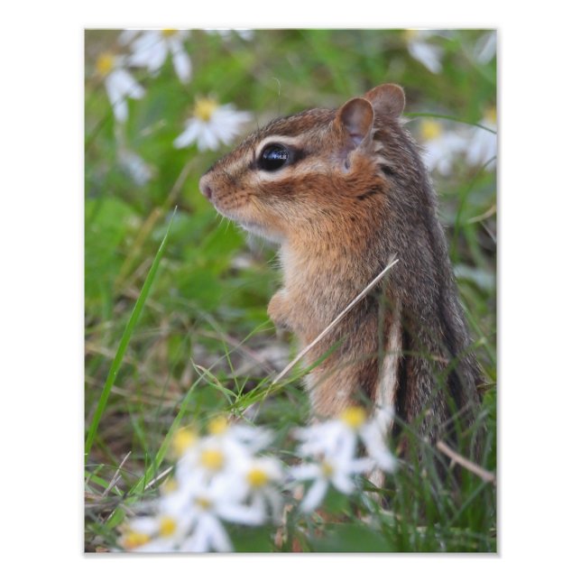 Adorable Chipmunk in Blume Fotodruck (Vorne)