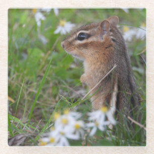 Adorable Chipmunk in Blume Glasuntersetzer