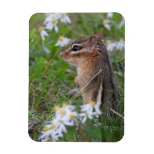 Adorable Chipmunk in Blume Magnet