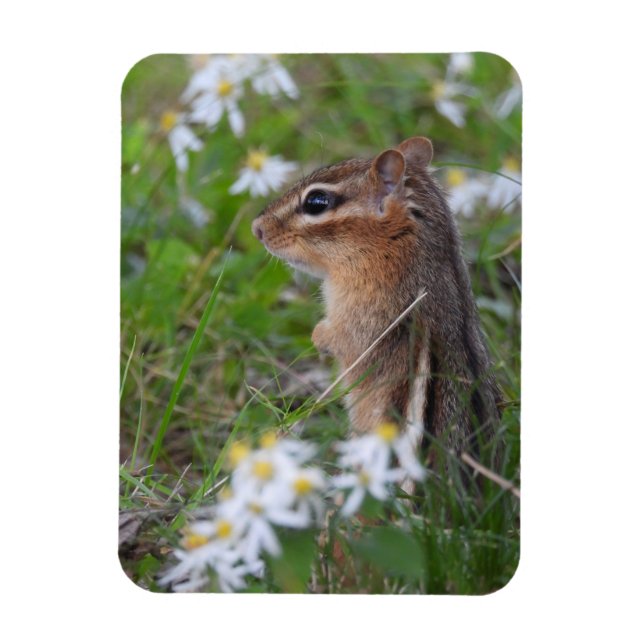 Adorable Chipmunk in Blume Magnet (Vertikal)