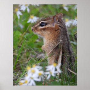 Adorable Chipmunk in Blume Poster