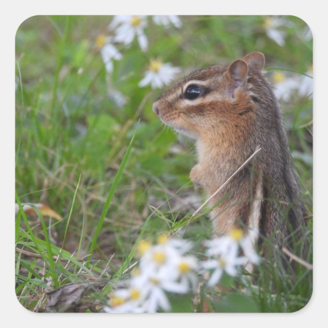 Adorable Chipmunk in Blume Quadratischer Aufkleber (Vorderseite)