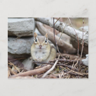 Adorable Chipmunk Lächeln Postkarte