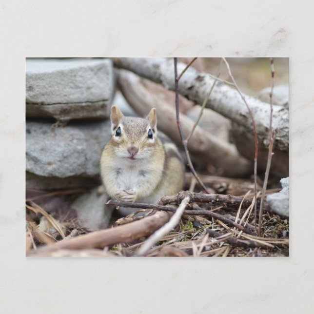 Adorable Chipmunk Lächeln Postkarte (Vorderseite)