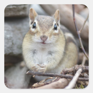 Adorable Chipmunk Lächeln Quadratischer Aufkleber