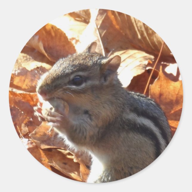 Adorable Chipmunk mit Erdnuss Runder Aufkleber (Vorderseite)