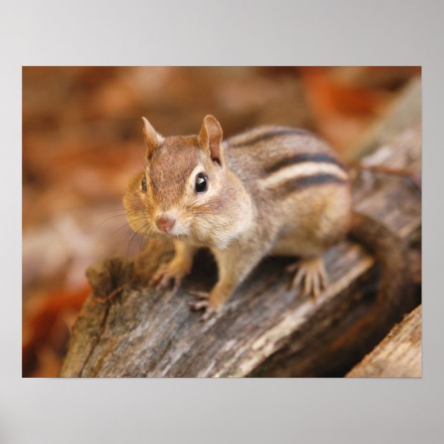 Adorable Chipmunk Poster (Vorne)