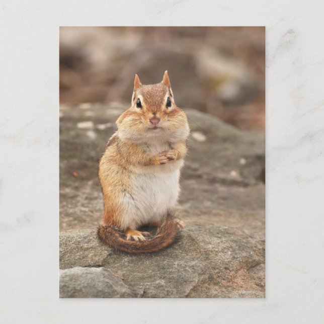 Adorable Chipmunk-Postkarte Postkarte (Vorderseite)