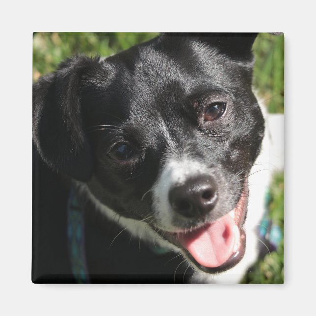 Adorable Chorkie Puppy Magnet (Vorne)