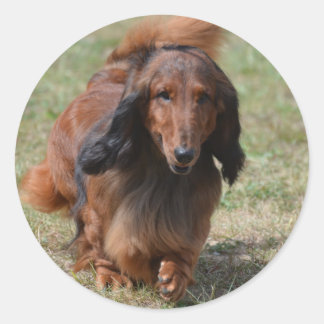 Adorable Dackel Runder Aufkleber