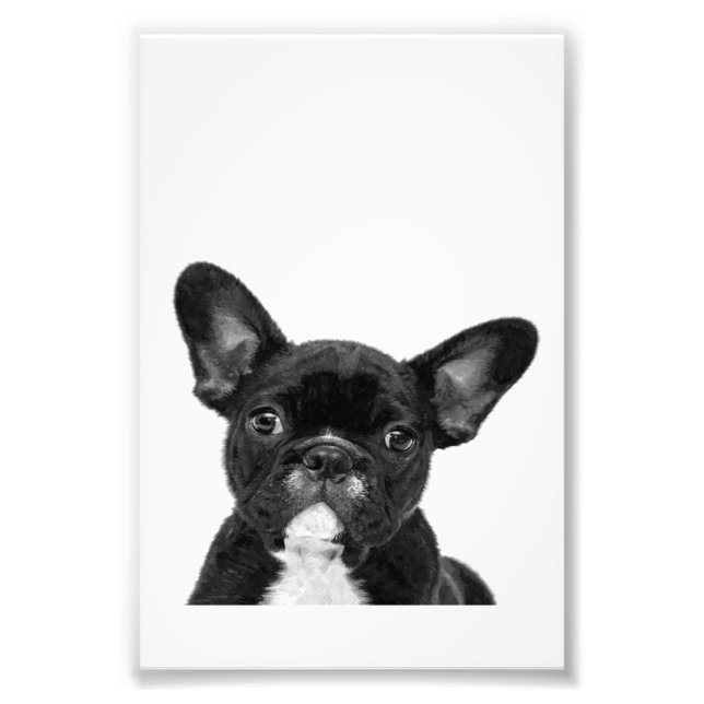 Adorable Dog | Black French Bulldog Face Fotodruck (Vorne)