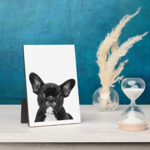 Adorable Dog Black French Bulldog Face Fotoplatte