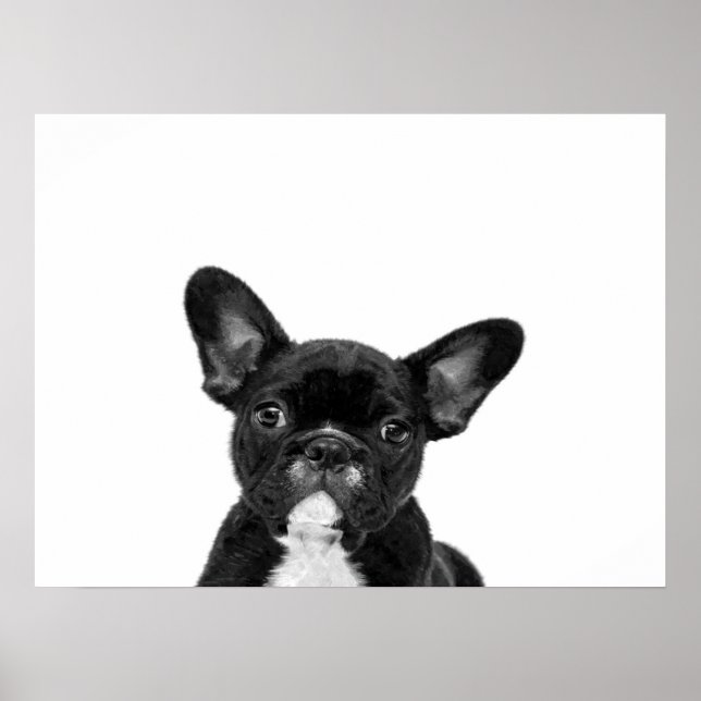 Adorable Dog | Black French Bulldog Face Poster (Vorne)
