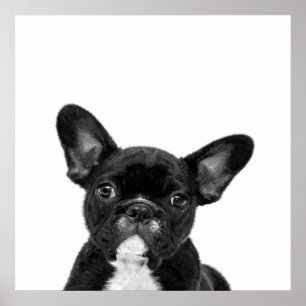 Adorable Dog   Black French Bulldog Face Poster