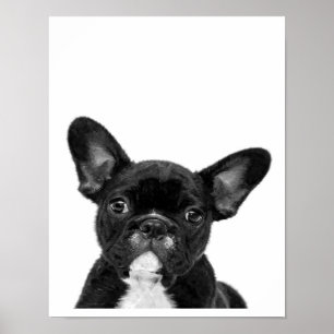 Adorable Dog Black French Bulldog Face Poster