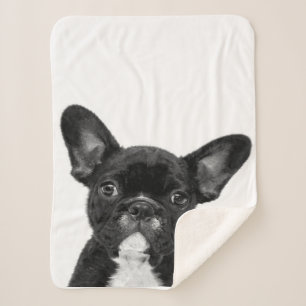 Adorable Dog Black French Bulldog Face Sherpadecke