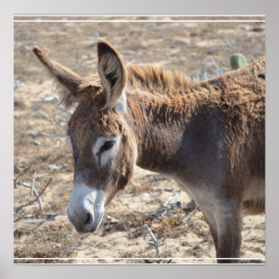 Adorable Donkey Poster