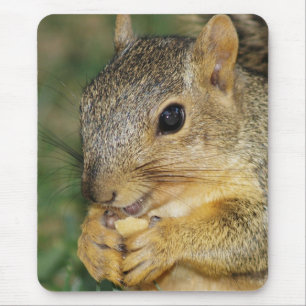 Adorable Eichhörnchen Ess Peanut Foto Mouse Pad Mousepad