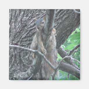 Adorable Eichhörnchen schlafen auf einem Zweig Magnet