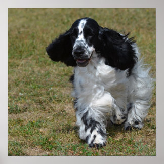 Adorable English Cocker Spanisch Poster