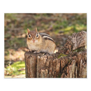 Adorable Fat and Fluffy Chipmunk Fotodruck