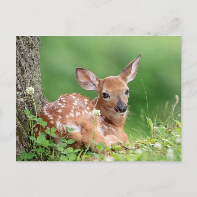 Adorable Fauna, die unter einem Baum liegt Postkarte (Vorderseite)